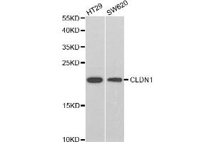 Western blot analysis of extracts of various cell lines, using CLDN1 antibody (ABIN5971222) at 1/1000 dilution. (Claudin 1 抗体)