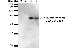 Western blot analysis showing detection of 67 kDa 4-Hydroxynonenal BSA Conjugate (ABIN5564158, ABIN5564159 and ABIN5564160) using Anti-4-Hydroxynonenal Antibody, Clone 12F7 (SMC-511). (HNE Protein (BSA))