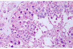 Anti-HSP90 / Heat Shock Protein 90 antibody IHC staining of human testis.