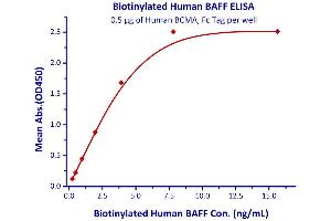 Binding Studies (Bind) image for Tumor Necrosis Factor (Ligand) Superfamily, Member 13b (TNFSF13B) (AA 134-285) (Active) protein (His tag,AVI tag,Biotin) (ABIN4949008)