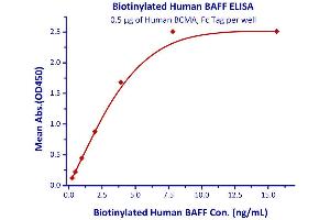Immobilized Human BCMA, Fc Tag  with a linear range of 0. (BAFF Protein (AA 134-285) (His tag,AVI tag,Biotin))