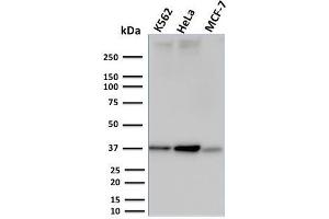 Western Blot Analysis of K562, HeLa and MCF-7 cell lysates using RAD51 Mouse Monoclonal Antibody (RAD51/2753). (RAD51 抗体  (AA 1-134))