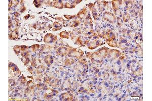 Formalin-fixed and paraffin embedded rat pancreas tissue labeled with Anti-ACE1 Polyclonal Antibody, Unconjugated  at 1:200, followed by conjugation to the secondary antibody and DAB staining (Angiotensin I Converting Enzyme 1 抗体  (AA 801-900))