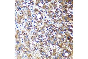 Immunohistochemistry (IHC) image for anti-NADH Dehydrogenase (Ubiquinone) 1 alpha Subcomplex, Assembly Factor 4 (NDUFAF4) (AA 1-170) antibody (ABIN7268807)