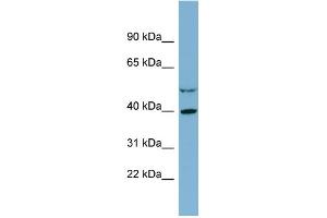 WB Suggested Anti-IDH3A Antibody Titration:  0. (IDH3A 抗体  (Middle Region))