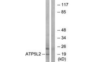 Western Blotting (WB) image for anti-ATP Synthase, H+ Transporting, Mitochondrial Fo Complex, Subunit G2 (ATP5L2) (AA 51-100) antibody (ABIN2890143) (ATP5L2 抗体  (AA 51-100))