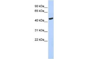 Western Blotting (WB) image for anti-Tryptophanyl-tRNA Synthetase (WARS) antibody (ABIN2460069) (WARS 抗体)