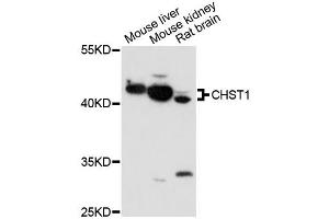 Western blot analysis of extracts of various cell lines, using CHST1 antibody (ABIN6292877) at 1:1000 dilution. (CHST1 抗体)