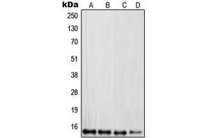 Western blot analysis of RPL30 expression in HepG2 (A), PC3 (B), RAW264.
