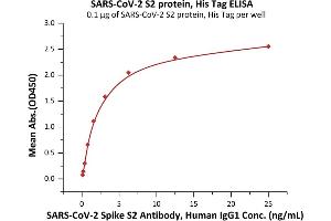 Immobilized SARS-CoV-2 S2 protein, His Tag (ABIN6973259) at 1 μg/mL (100 μL/well) can bind SARS-CoV-2 Spike S2 Antibody, Human IgG1 with a linear range of 0. (SARS-CoV-2 Spike S2 Protein (His tag))