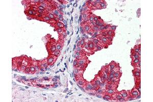 Anti-CYB5A / Cytochrome b5 antibody IHC of human prostate. (CYB5A 抗体  (AA 1-135))