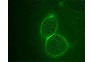 Immunocytochemistry (ICC) image for anti-Angiotensin II Receptor, Type 2 (AGTR2) (AA 21-35), (Extracellular) antibody (Atto 488) (ABIN7042926)