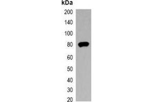 Western blot analysis of over-expressed V5-tagged protein in 293T cell lysate. (V5 Epitope Tag 抗体)
