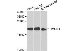 Western blot analysis of extracts of various cell lines, using HMGN1 antibody (ABIN5975005) at 1/1000 dilution.