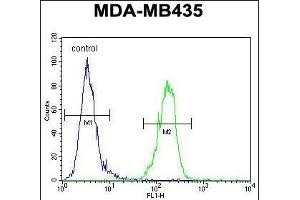 AKT1 Antibody (N-term) (ABIN391212 and ABIN2841290) flow cytometric analysis of MDA-M cells (right histogram) compared to a negative control cell (left histogram). (AKT1 抗体  (N-Term))