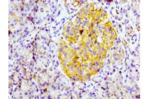 IHC image of ABIN7127288 diluted at 1:100 and staining in paraffin-embedded human pancreatic tissue performed on a Leica BondTM system. (Recombinant CD99 抗体)