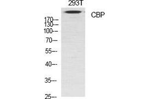 Western Blot analysis of various cells using CBP Polyclonal Antibody diluted at 1:1000. (CBP 抗体  (AA 2370-2450))