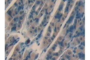 Detection of NRARP in Mouse Stomach Tissue using Polyclonal Antibody to Notch Regulated Ankyrin Repeat Protein (NRARP) (NRARP 抗体  (AA 3-109))