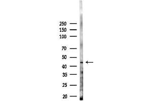 anti-Chemokine (C-X3-C Motif) Receptor 1 (CX3CR1) (N-Term) antibody