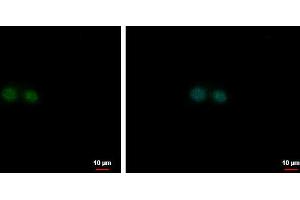 ICC/IF Image NF-E2 antibody [N1C3] detects NF-E2 protein at nucleus by immunofluorescent analysis.