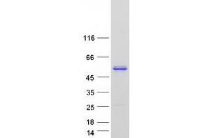 Western Blotting (WB) image for BSD Domain Containing 1 (BSDC1) (Transcript Variant 4) protein (Myc-DYKDDDDK Tag) (ABIN2715341)