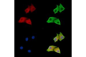 ABIN7096805 and ABIN7100871 staining HepG2 cells by IF/ICC. (ANGEL2 抗体)