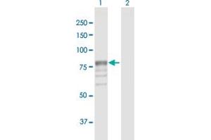 Western Blot analysis of GUSB expression in transfected 293T cell line by GUSB MaxPab polyclonal antibody. (Glucuronidase beta 抗体  (AA 1-651))