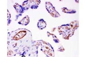 IHC-P: Integrin beta 1 antibody testing of human placenta tissue (ITGB1 抗体  (AA 527-728))
