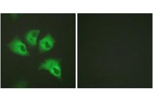 Immunofluorescence (IF) image for anti-Potassium Inwardly-Rectifying Channel, Subfamily J, Member 16 (KCNJ16) (AA 369-418), (pSer417) antibody (ABIN1531680)