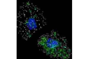 Immunofluorescence (IF) image for anti-Lysosomal-Associated Membrane Protein 3 (LAMP3) antibody (ABIN3000095) (LAMP3 抗体)
