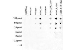 Cross reactivity test using the Histone H4 (K12ac) antibody.