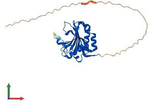 AlphaFold protein structure predicition of Mouse Recombinant Eif4e1b Protein, UniprotID Q3UTA9