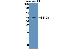 Detection of Recombinant UPP1, Mouse using Polyclonal Antibody to Uridine Phosphorylase 1 (UPP1) (UPP1 抗体  (AA 1-277))