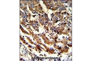 Immunohistochemistry (Paraffin-embedded Sections) (IHC (p)) image for anti-Endoplasmic Reticulum Protein 29 (ERP29) (AA 151-179) antibody (ABIN389440)