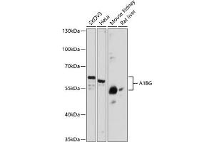 Western blot analysis of extracts of various cell lines, using BG antibody (1583) at 1:3000 dilution. (A1BG 抗体  (AA 236-495))