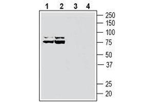Western blot analysis of rat brain lysates (lanes 1 and 3) and mouse brain lysates (lanes 2 and 4): - 1, 2.