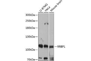 Western blot analysis of extracts of various cell lines, using RRBP1 antibody (ABIN6132872, ABIN6147259, ABIN6147260 and ABIN6215844) at 1:3000 dilution. (RRBP1 抗体  (AA 1-140))