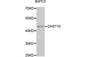 Western blot analysis of extracts of BxPC-3 cells, using CHST10 antibody (ABIN1875846) at 1:3000 dilution. (CHST10 抗体)