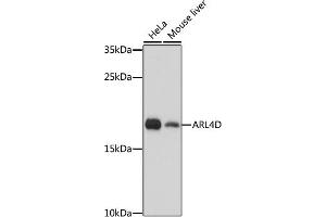 Western blot analysis of extracts of various cell lines, using D antibody (ABIN7265495) at 1:1000 dilution. (ARL4D 抗体  (AA 92-201))