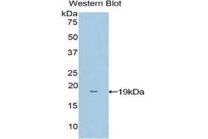 Western Blotting (WB) image for anti-NME/NM23 Nucleoside Diphosphate Kinase 4 (NME4) (AA 39-172) antibody (ABIN1860007) (NME4 抗体  (AA 39-172))