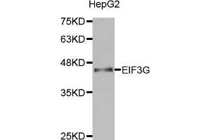 Western blot analysis of extracts of HepG2 cell lines, using EIF3G antibody. (EIF3G 抗体  (AA 1-320))