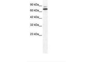 Image no. 1 for anti-Zinc Finger Protein 57 (ZFP57) (N-Term) antibody (ABIN6736000) (ZFP57 抗体  (N-Term))