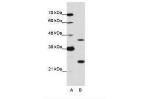 Image no. 2 for anti-MYC Induced Nuclear Antigen (MINA) (N-Term) antibody (ABIN203044) (MINA 抗体  (N-Term))