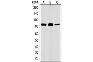 Western blot analysis of IKK alpha (pT23) expression in HeLa TNFa-treated (A), Raw264.