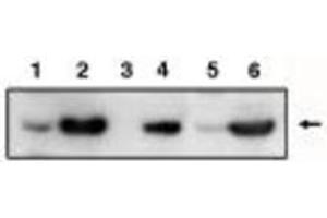 Image no. 1 for anti-Tumor Protein P53 Inducible Protein 3 (TP53I3) antibody (ABIN201595) (TP53I3 抗体)