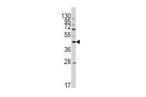 Western blot analysis of anti-OA5 Antibody (N-term) 7412a in HL60 cell line lysates (35 μg/lane). (APOA5 抗体  (N-Term))