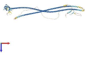 CALCOCO1 Protein (AA 1-691) (His tag)