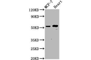 Western Blot Positive WB detected in: MCF-7 whole cell lysate, Rat heart tissue All lanes: NOP53 antibody at 4. (Ribosome Biogenesis Protein NOP53 (NOP53) (AA 227-405) 抗体)