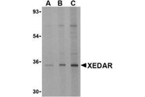 Western blot analysis of XEDAR in 293 cell lysate with this product at (A) 0. (Ectodysplasin A2 Receptor 抗体)