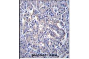 Immunohistochemistry analysis in Formalin Fixed, Paraffin Embedded Human pancreas tissue stained with antibody (Center Y335) followed by peroxidase conjugation of the secondary antibody and DAB staining. (SESN3 抗体  (Middle Region))